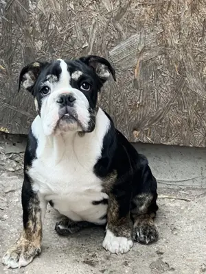 Tricolor Angol Bulldog Kislány  - kép 3