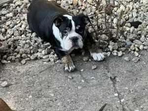 Tricolor Angol Bulldog Kislány  - kép 5