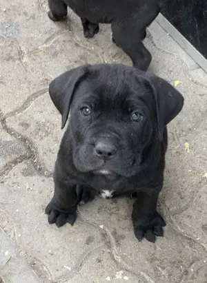 Cane corso kiskutyák 