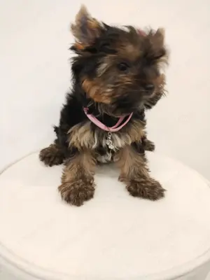 Yorkshire terrier kislány  - kép 2