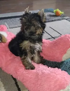 Yorkshire terrier kislány 