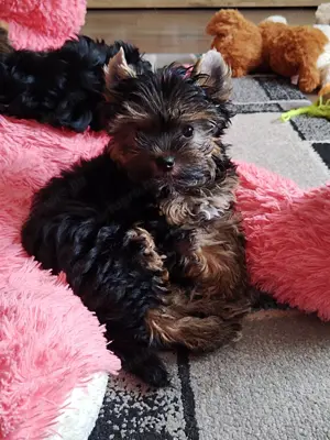 Yorkshire terrier kislány  - kép 4