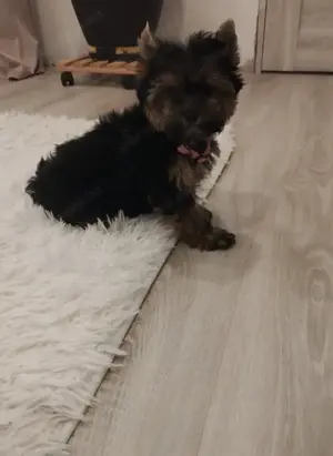 Yorkshire terrier kislány  - kép 3