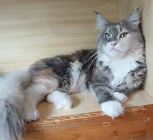 Maine coon nőstények eladók!