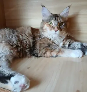 Maine coon nőstények eladók! - kép 2