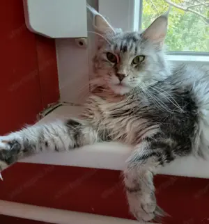 Maine coon nőstények eladók! - kép 3