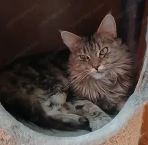 Maine coon nőstények eladók! - kép 4