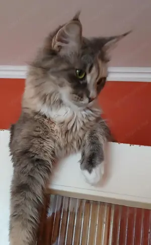 Maine coon nőstények eladók! - kép 5