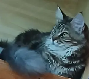 Maine coon nőstények eladók! - kép 6