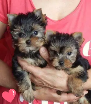 Yorkshrie terrier  szuka kölykök 