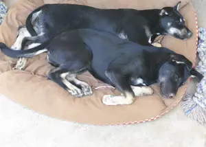 Rottweiler - Husky keverék kiskutya   Oltva, kiskönyv, féregtelenítve, 12 hetes, szuka - kép 7