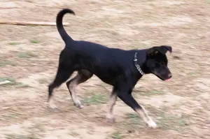 Rottweiler - Husky keverék kiskutya   Oltva, kiskönyv, féregtelenítve, 12 hetes, szuka - kép 2