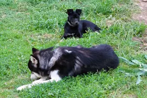 Rottweiler - Husky keverék kiskutya   Oltva, kiskönyv, féregtelenítve, 12 hetes, szuka - kép 5