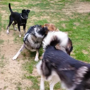 Rottweiler - Husky keverék kiskutya   Oltva, kiskönyv, féregtelenítve, 12 hetes, szuka - kép 6