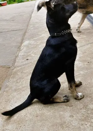 Rottweiler - Husky keverék kiskutya   Oltva, kiskönyv, féregtelenítve, 12 hetes, szuka - kép 3