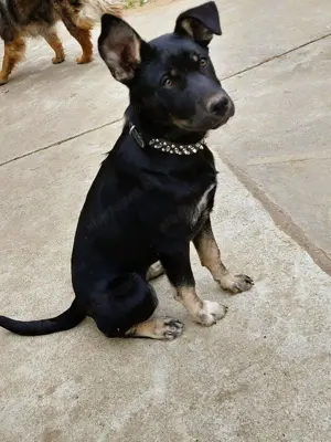 Rottweiler - Husky keverék kiskutya   Oltva, kiskönyv, féregtelenítve, 12 hetes, szuka - kép 4