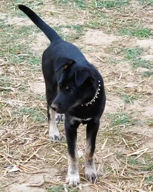 Rottweiler - Husky keverék kiskutya   Oltva, kiskönyv, féregtelenítve, 12 hetes, szuka
