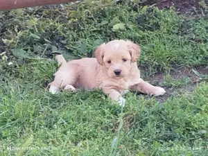 Maltipoo kiskutyák eladók