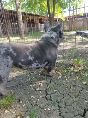 Francia bulldog szuka 