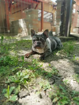 Francia bulldog szuka  - kép 3