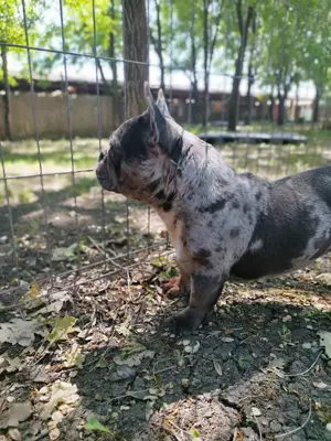 Francia bulldog szuka  - kép 2