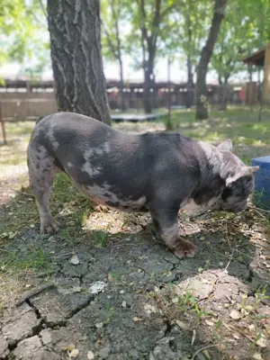 Francia bulldog szuka  - kép 4