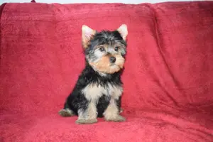 Yorkshire terrier Yorki kisfiú kutya eladó