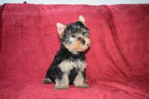 Yorkshire terrier Yorki kisfiú kutya eladó - kép 4