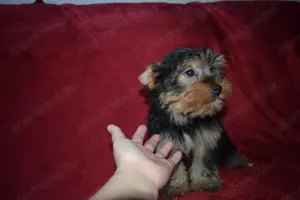 Yorkshire terrier Yorki kisfiú kutya eladó - kép 3