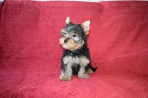 Yorkshire terrier Yorki kisfiú kutya eladó - kép 2