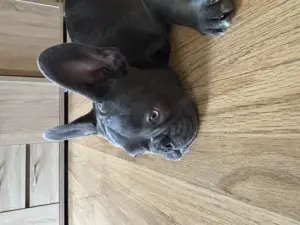 Francia Bulldog