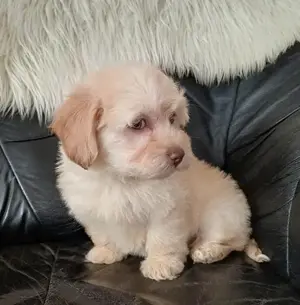 Bichon havanese kiskutyák eladók