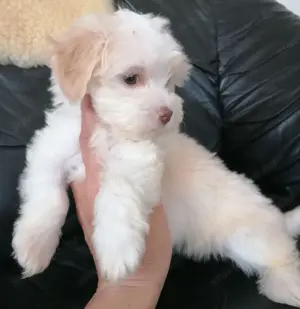 Bichon havanese kiskutyák eladók - kép 2