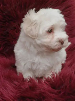 Bichon havanese kiskutyák eladók - kép 4