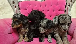 Minőségi blue merle uszk r kiskutyák  - kép 2