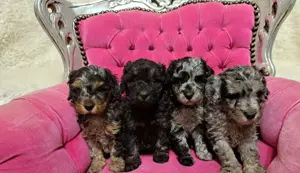 Minőségi blue merle uszk r kiskutyák 