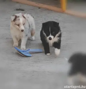 Border Collie kiskutyák(lilac merle, red merle)  - kép 6