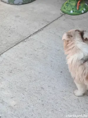 Border Collie kiskutyák(lilac merle, red merle)  - kép 5