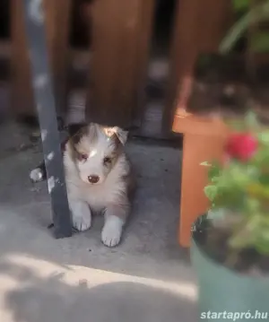 Border Collie kiskutyák(lilac merle, red merle)  - kép 2