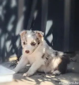 Border Collie kiskutyák(lilac merle, red merle) 