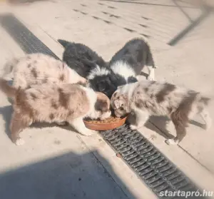 Border Collie kiskutyák(lilac merle, red merle)  - kép 3