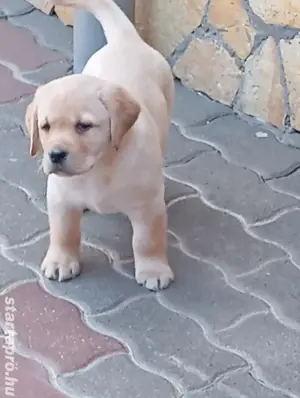 Labrador retriever 