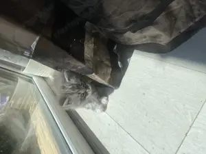 Main Coon cicák - kép 3