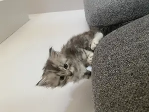 Main Coon cicák - kép 6