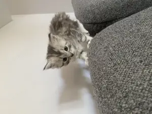 Main Coon cicák - kép 5