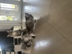 Main Coon cicák - kép 11