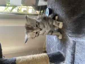 Main Coon cicák - kép 8