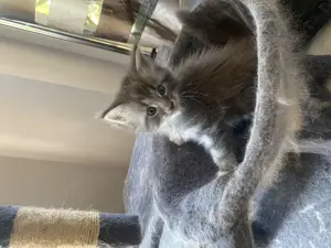 Main Coon cicák - kép 7