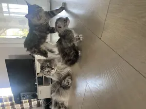 Main Coon cicák - kép 10