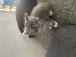Main Coon cicák - kép 9